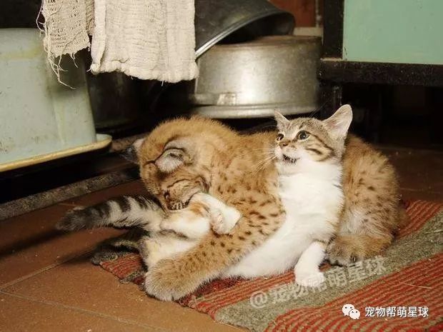 动物园里猫动物园里的猫通常会生活在特定的区域，与其他动物隔离，以确保它们的安全和游客的安全。这些区域通常被称为猫科动物区或者猫展区。在这些区域里，猫通常会有足够的空间和设施来展示它们的自然行为和习性。